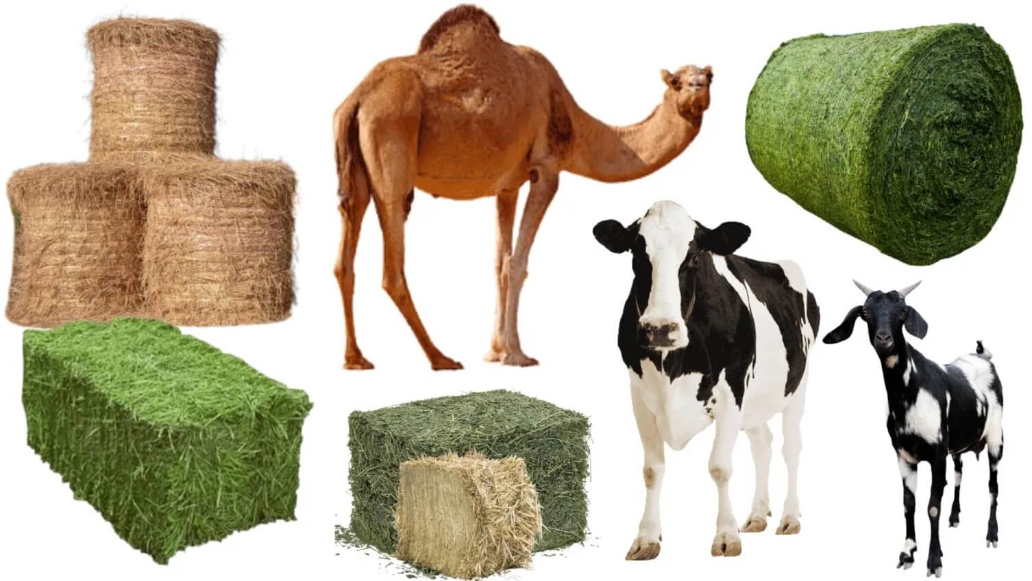 Livestock Feed Supply​
